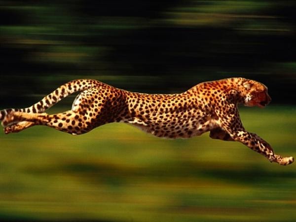 Báo Cheetah có tốc độ nhanh nhất trong các loài động vật, 115,8 km/giờ.